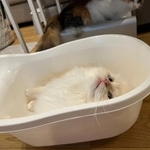 ベビーバスにハマるモフモフ猫がTwitter上で話題を集めた（提供写真）