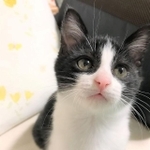 家に迎えたばかり、生後２か月のノアくん。