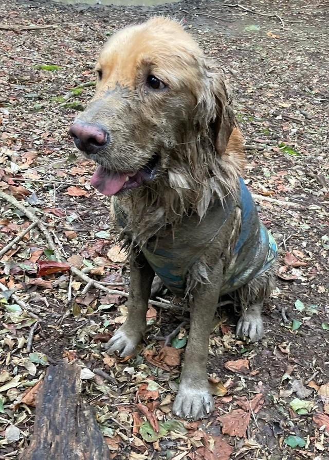 自由にさせた結果 真っ黒になった犬に爆笑 前日に買った服も泥だらけ もう悔いはないって顔してる 神戸新聞next 連載 特集 話題