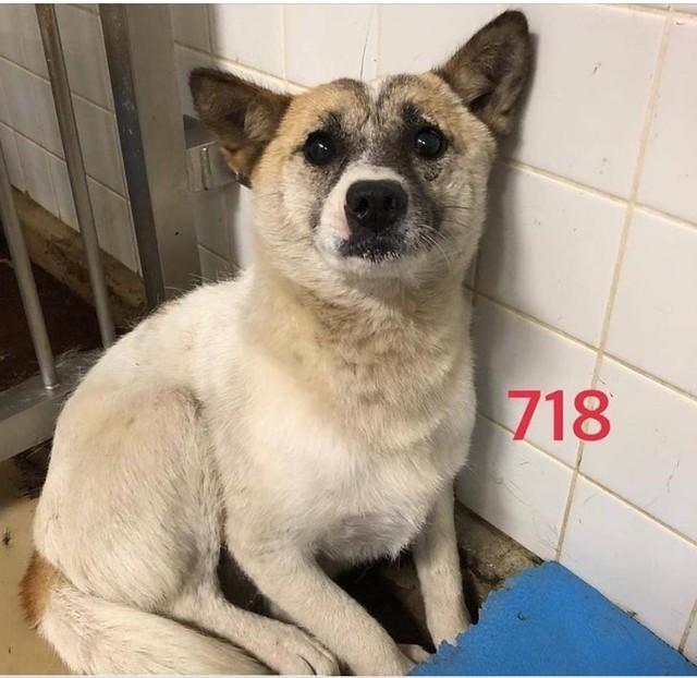 妊娠した元野犬の 命の期限 は明日 涙が止まらぬまま引き取る決断 6匹の子犬が無事生まれ 1年後 真の家族に 神戸新聞next 連載 特集 話題
