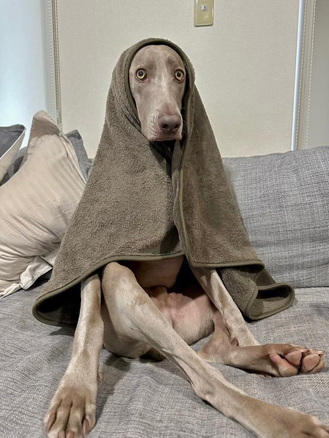こんなに着こなせる犬いない ブランケット姿でソファに座る犬さん パリコレのモデル マリアさま感がすごい 神戸新聞next 連載 特集 話題