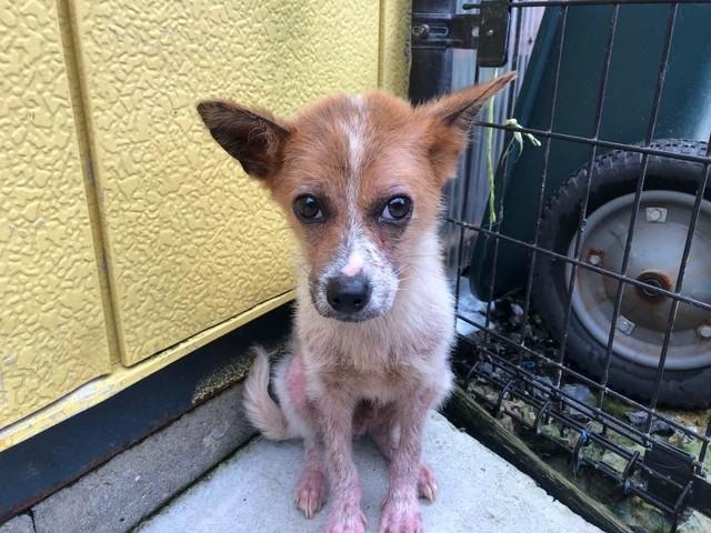 ボク、どうなるの？…恐怖で腰が抜けた保護犬 新しい里親さんと