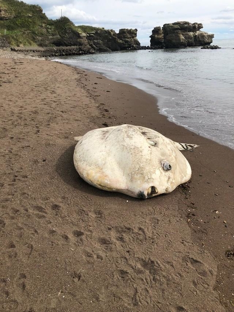 海岸でマンボウに出会ってしまった時、あなたはどうしますか？（わたつさん提供）