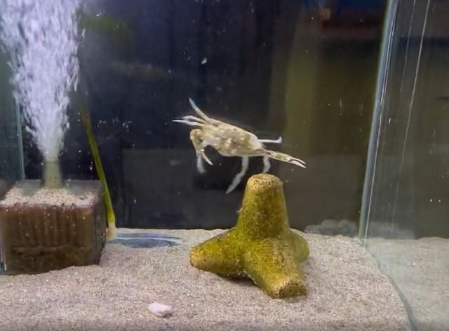 切り身が投入されると、足をばたつかせ“大喜び”のジャノメガザミ＝浜名湖体験学習施設ウォット（@uxotto）のTwitterより