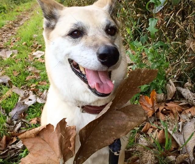 瞳がかわいい元保護犬・CoCoちゃん