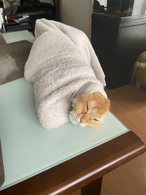 イモムシ、モスラ…いやネコだ 「上着から猫が生えていた」衝撃写真に