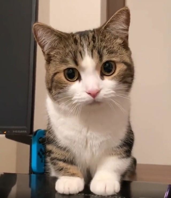 パソコン開いちゃダメ かまってちゃん猫が実力行使する姿が話題 訴え方がかわいすぎ 神戸新聞next 連載 特集 話題