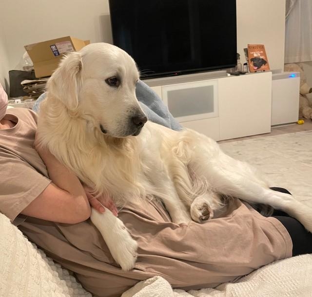 自分のこと小型犬だと思ってる？（提供写真）