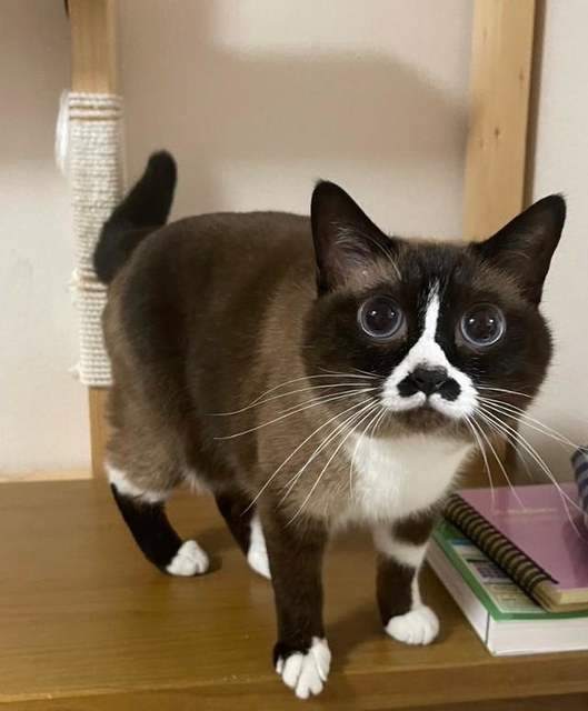 美脚です！（画像提供：とろろ(タヌ)とみたらしとぴーさん）