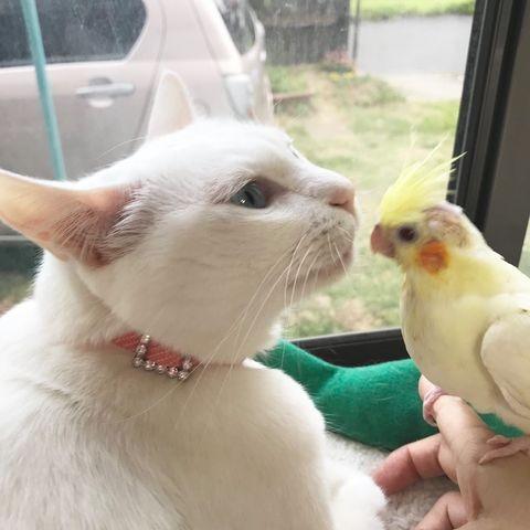 オカメインコとも仲良くなった