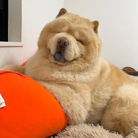 これでも眠ってるんですよ…笑顔のくり蔵くん（写真提供：くり蔵さん）