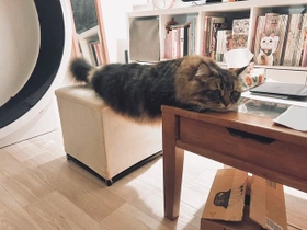 （飼い主提供）