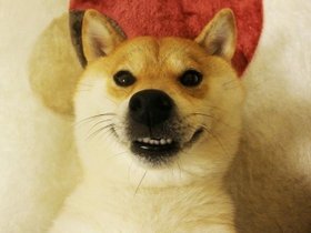 家にすっかり馴染んでリラックスするようになったかぼすちゃん