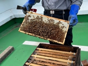 神戸ポートピアホテル内で初の養蜂