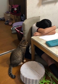 「どうしたの？」と心配する＝もずく＆こんぶ（保護猫・姉弟）さん（@mozukon_xiaomao）提供