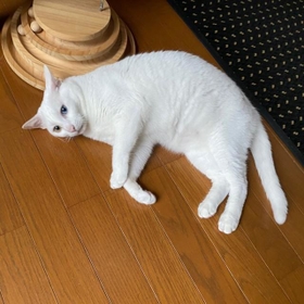 この子がうちの便秘猫、ハクタロウです。保護されたとき、交通事故なのか虐待なのかはわかりませんが、骨盤骨折していました。そのとき心にも傷を負ったのか、いつもビクビクしています。それも便秘の原因です。