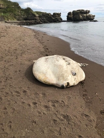 海岸でマンボウに出会ってしまった時、あなたはどうしますか？（わたつさん提供）