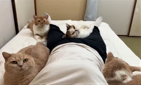 ニャンニャンパラダイス！（「猫は液体(みかんとじろうさんち)」さん提供）