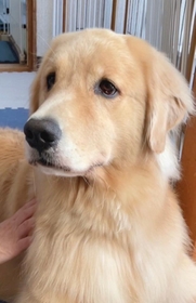 散歩をしたくなくて仮病を使う犬がTwitter上で話題（提供写真）