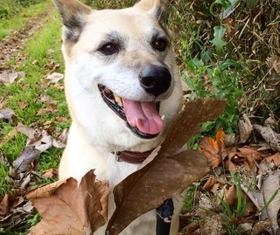 瞳がかわいい元保護犬・CoCoちゃん