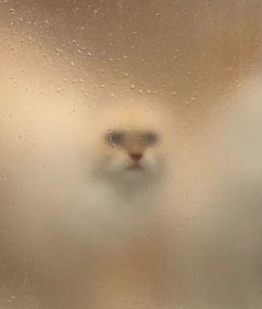 おこめちゃん（提供写真）