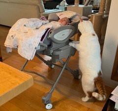 気持ち良さそうだにゃあ～、僕も入りたいな＝犬猫福寿/犬猫の食事のお悩みDMにてお答えしますさん（@inunekohukuju）提供