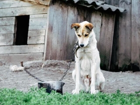 犬を救助して保護したいと思っても…できることは限られているようです　※画像はイメージです（Solomiia/stock.adobe.com）