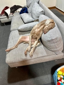 待ちくたびれてソファでうたた寝する犬の姿が もはやっ 人 僕も手伝うー って言った1時間後の子供みたい 神戸新聞next 連載 特集 話題