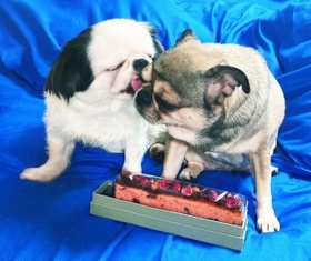 飼い主が入る隙もない 犬の相性を心配も 取り越し苦労 出会って即ラブラブな2頭が話題 神戸新聞next 連載 特集 話題