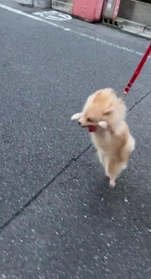 いざ！（画像提供：青目のポメラニアン　あおちゃんさん）