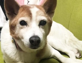 夫婦は「ハナちゃんにのびのび過ごして欲しい」と接しました