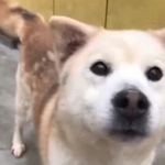 ピースワンコにきた当時のイヴくん
