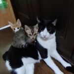 祖父江さんたちがお世話をしている猫ちゃんたち（祖父江さん提供）