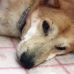 来たばかりの頃のボン・ジョヴィ