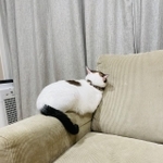 これ以上ないすねポーズの猫ちゃん（飼い主提供）
