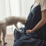 犬が妊婦にもたらす精神的なやすらぎ…知ってましたか？（イメージ画像）