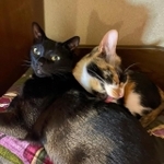 朝から一緒にゴロニャン