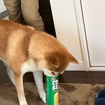 チップスターの空箱に口を突っ込む柴犬がTwitter上で話題を集めた（提供写真）