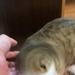 猫ドリルの回転が美し過ぎて台風にしか見えない猫がTwitter上で話題を集めた（コンドリア水戸さん提供）
