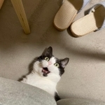 ホラー映画に出てきそうな仰天顔のハチワレ猫が話題（いもこさん提供）