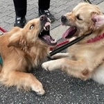 温厚な犬種、ゴールデンレトリバーのはずが･･･ムキ顔の犬2匹がTwitter上で話題に（提供写真）