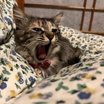 あ～、幸せのあくびだにゃ