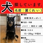 迷い犬の飼い主に付け込んだ悪質な詐欺未遂事案に非難の嵐…（華さん提供）