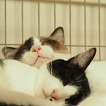 折り重なるように眠るこたくん（手前）とまろくん（後ろ）