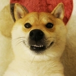 家にすっかり馴染んでリラックスするようになったかぼすちゃん