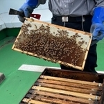 神戸ポートピアホテル内で初の養蜂