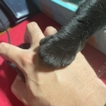 マウスを持った右手の甲に乗っかる黒いお手てがまるで「エイムアシスト」だと話題（提供写真）