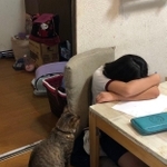 「どうしたの？」と心配する＝もずく＆こんぶ（保護猫・姉弟）さん（@mozukon_xiaomao）提供