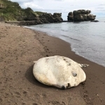海岸でマンボウに出会ってしまった時、あなたはどうしますか？（わたつさん提供）