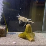 切り身が投入されると、足をばたつかせ“大喜び”のジャノメガザミ＝浜名湖体験学習施設ウォット（@uxotto）のTwitterより